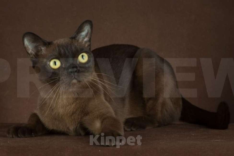 Кошки в Москве: КОТЯТА АМЕРИКАНСКОЙ ТРАДИЦИОННОЙ БУРМЫ Девочка, 150 000 руб. - фото 7