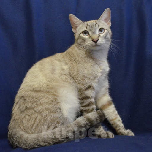 Кошки в Москве: Алекс ищет дом Мальчик, Бесплатно - фото 1