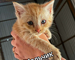 Кошки в других городах Московской области: Пушистики в добрые руки! Мальчик, Бесплатно - фото 1