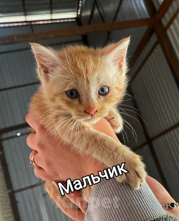 Кошки в других городах Московской области: Пушистики в добрые руки! Мальчик, Бесплатно - фото 1