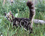 Кошки в Челябинске: Адонис Знатный зверь Мальчик, Бесплатно - фото 2