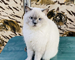 Кошки в Туапсе: Вязка кошек  Мальчик, 2 000 руб. - фото 2