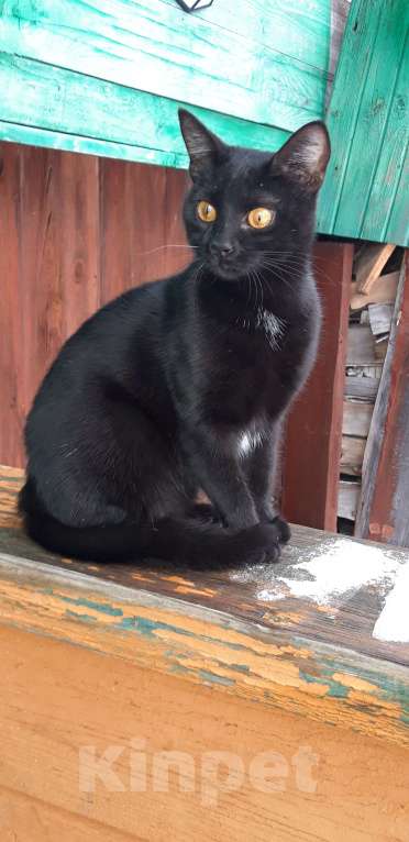 Кошки в Ульяновске: Отдам в заботливые ручки кошечку. Девочка, Бесплатно - фото 4