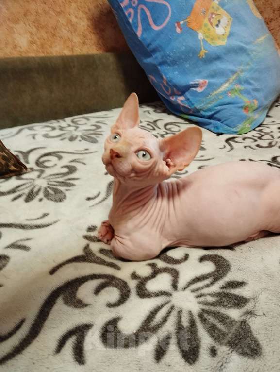 Кошки в Тутаеве: Мальчик бамбино Мальчик, 20 000 руб. - фото 2