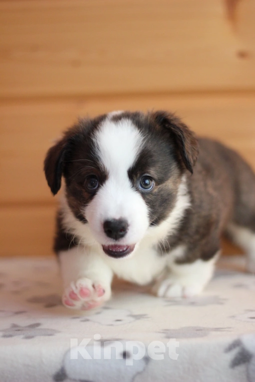 Собаки в Симферополе: Щенки вельш корги кардиган мальчики Мальчик, 50 000 руб. - фото 7
