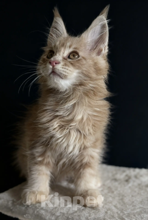 Кошки в Верхнем Салде: Роскошный котенок Мейн-кун с отличными породными данными (Шоу-класс) Мальчик, 60 000 руб. - фото 5