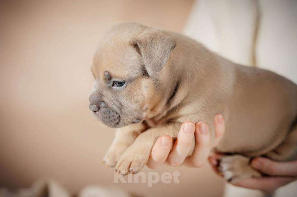 Собаки в Москве: Американский булли щенки  Мальчик, 80 000 руб. - фото 7