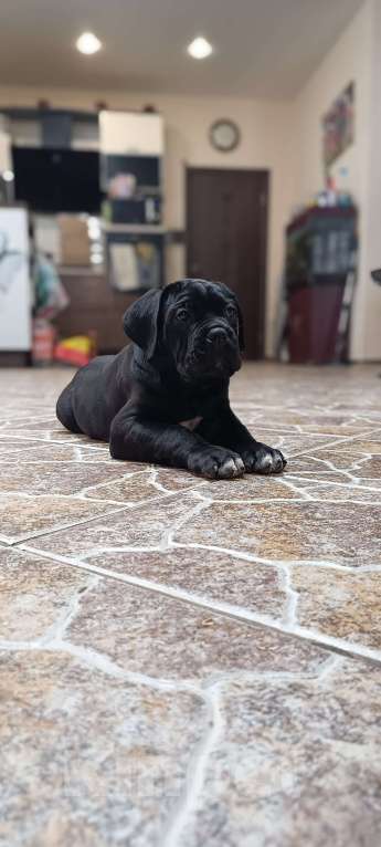 Собаки в других городах Московской области: Кане корсо Девочка, 120 000 руб. - фото 4