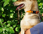 Собаки в Москве: Ласковая, изящная, спокойная собачка Стрелка в добрые руки Девочка, 10 руб. - фото 4