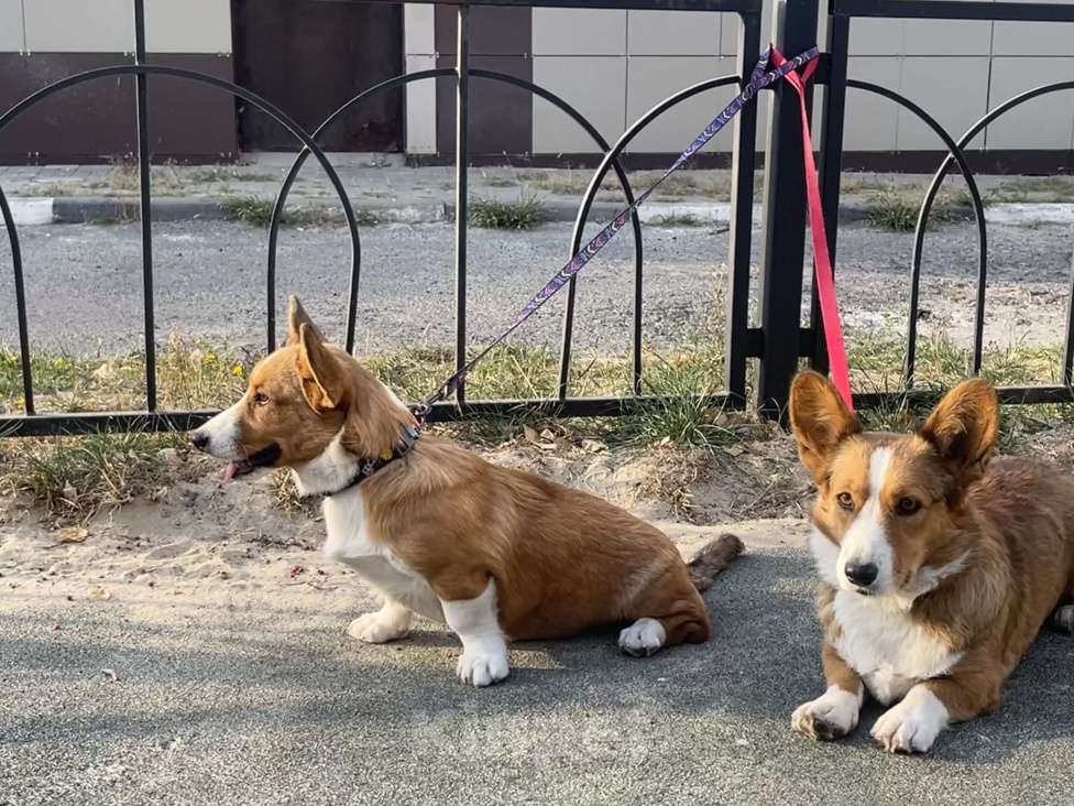 Собаки в Белгороде: Дина Девочка, 60 000 руб. - фото 2