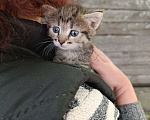Кошки в Подольске: Котятки любящим хозяевам Девочка, Бесплатно - фото 1