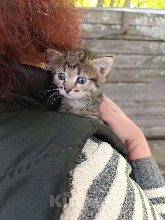 Кошки в Подольске: Котятки любящим хозяевам Девочка, Бесплатно - фото 1