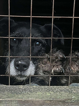 Баги вернули в приют спустя ШЕСТЬ лет домашней жизни