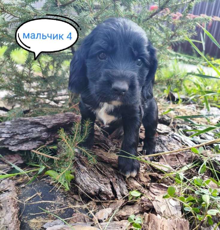 Собаки в Москве: Мальчик 4 Мальчик, 20 000 руб. - фото 3