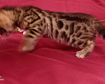 Кошки в Кудымкаре: Бенгальский котик с документами, 20 000 руб. - фото 7