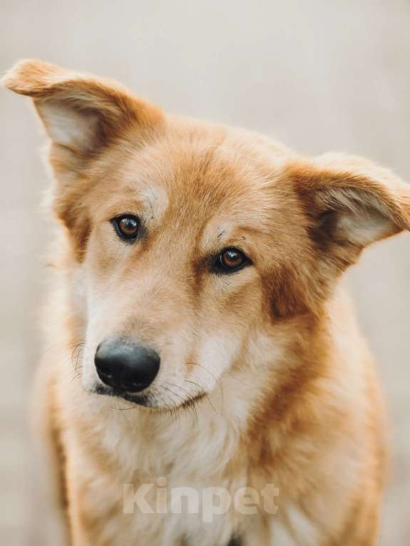 Собаки в Москве: Удивительный Яша ищет дом Мальчик, Бесплатно - фото 1