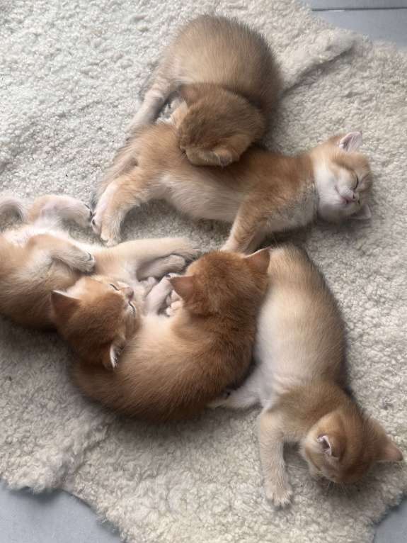 Кошки в других городах Московской области: Новогодние британские котята Мальчик, 50 000 руб. - фото 6