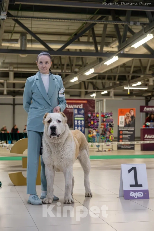 Собаки в Лиски: Красивые щенки Мальчик, Бесплатно - фото 6