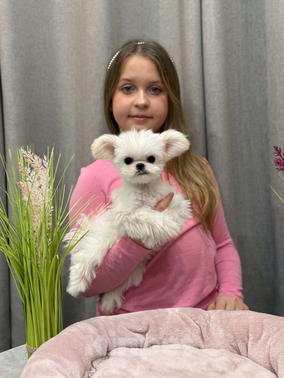 Собаки в Москве: Молли.  Эксклюзивное Микро Девочка, 150 000 руб. - фото 9