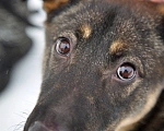 Собаки в Санкт-Петербурге: Компаньон и охранник Дени Мальчик, Бесплатно - фото 6