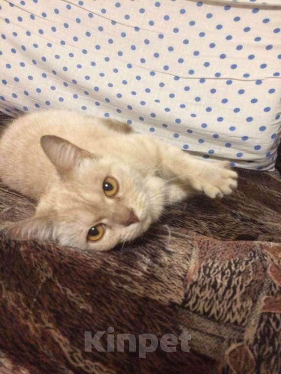 Кошки в Уфе: Стерилизованная кошечка Джесси, 500 руб. - фото 1