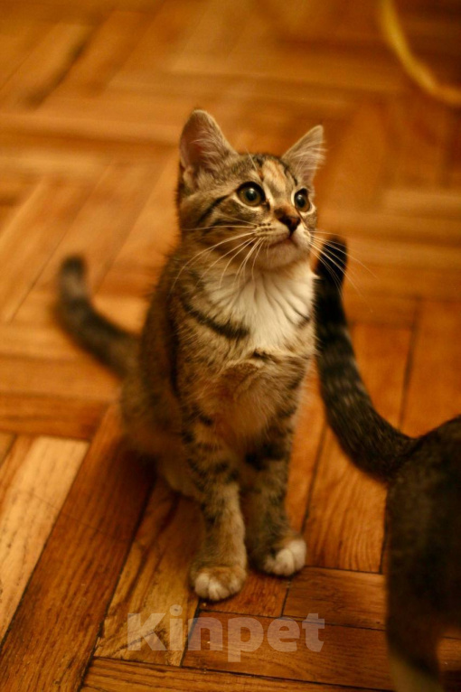 Кошки в Москве: Котенок Луна ищет дом Девочка, Бесплатно - фото 4