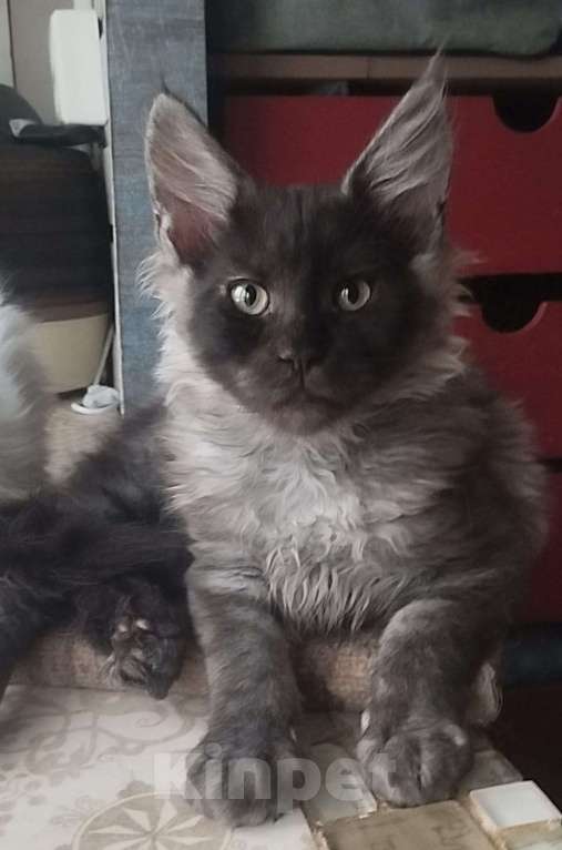 Кошки в других городах Ленинградской области: Котята в "руковичках", милые  котята, техцветные "черепашк" приносят в дом счастье и достаток. Девочка, 45 000 руб. - фото 4