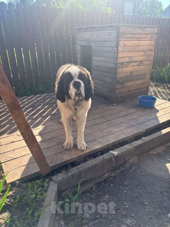 Собаки в Новосибирске: Отдам сенбернара с родословной  Мальчик, Бесплатно - фото 2