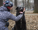 Собаки в Москве: Бывшедомашний почтилабр Марсель ищет дом Мальчик, Бесплатно - фото 3