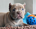 Собаки в Москве: Малыш Американский булли Мальчик, 130 000 руб. - фото 2