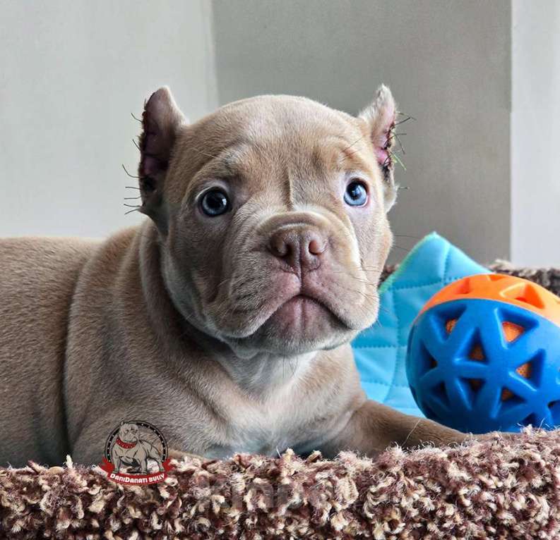 Собаки в Москве: Малыш Американский булли Мальчик, 130 000 руб. - фото 2