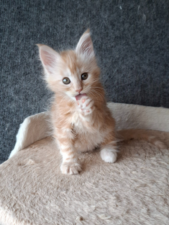Кошки в Одинцово: Котёнок мейн-кун Девочка, 43 000 руб. - фото 4