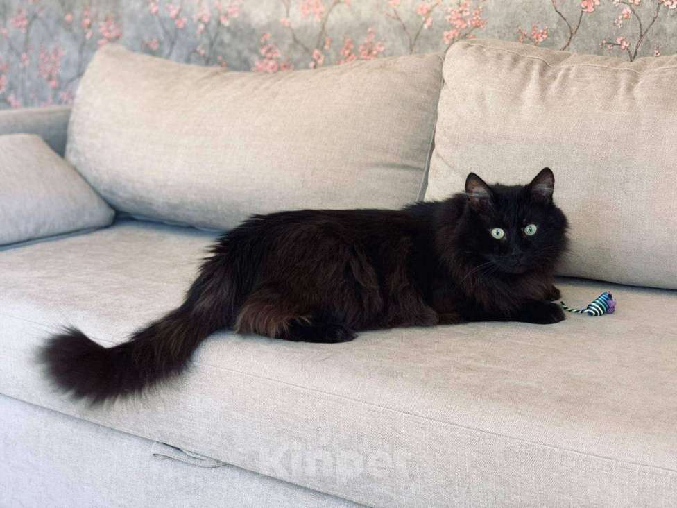 Кошки в Королеве: Бегемотя в добрые руки Мальчик, Бесплатно - фото 3