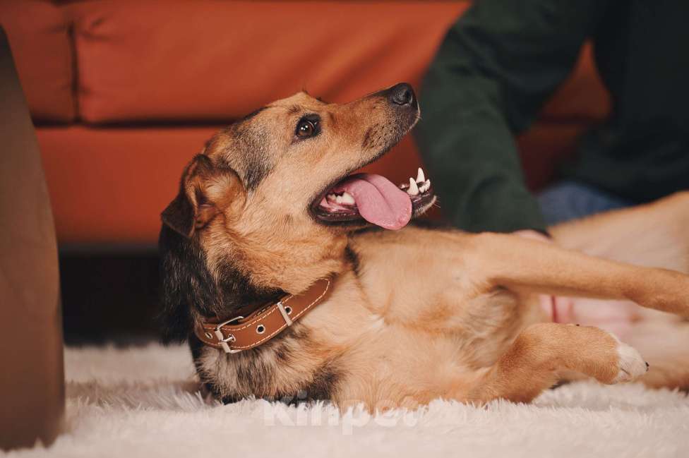 Собаки в Москве: Липка верит в чудо и ищет тех, кому сможет отдавать свою безграничную любовь! Девочка, Бесплатно - фото 2