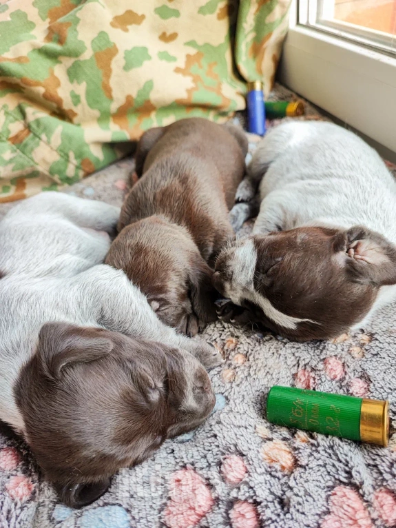 Собаки в Твери: Щенки курцхаара Девочка, 20 руб. - фото 4