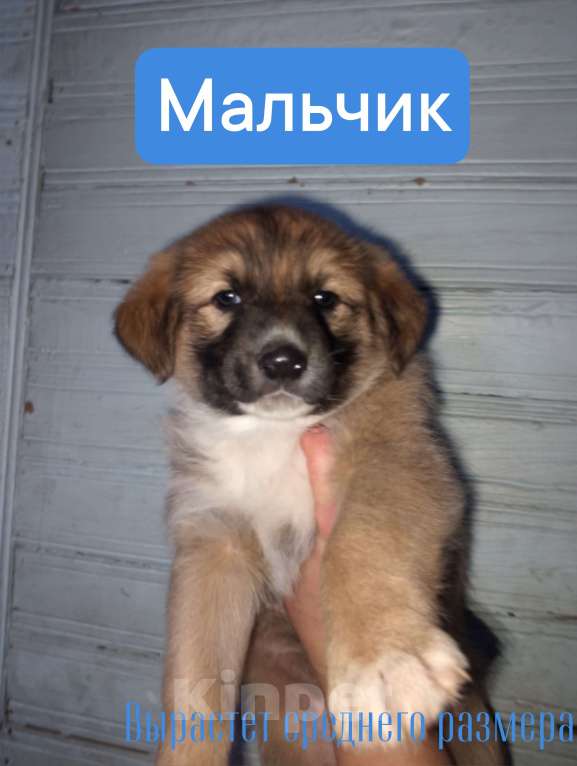 Собаки в Уварово: Бутузик Мальчик, Бесплатно - фото 1