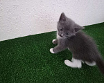 Кошки в Перми: Котята для счастья!  Мальчик, 10 руб. - фото 7