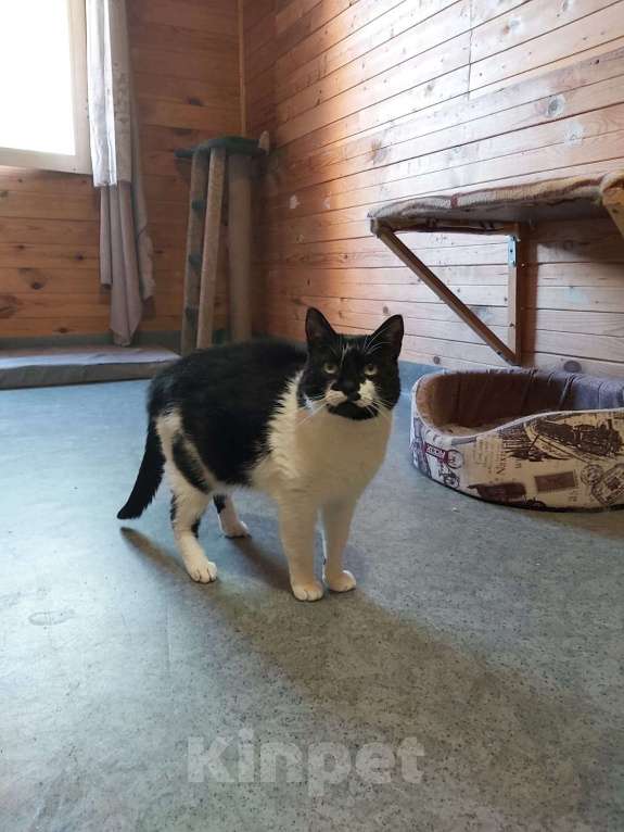 Кошки в Красногорске: 5 лет в поисках дома... Девочка, 1 руб. - фото 5