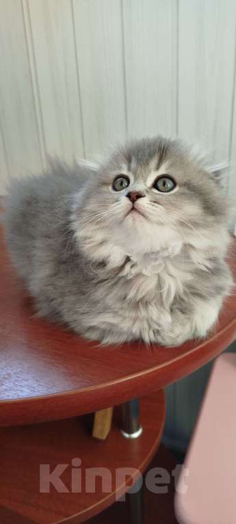 Кошки в Санкт-Петербурге: Шотландская вислоухая девочка Девочка, 20 000 руб. - фото 2