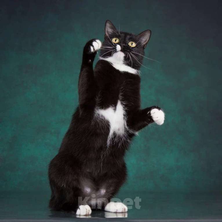 Кошки в Москве: Ищет дом молодая кошечка Мей Девочка, 1 руб. - фото 6