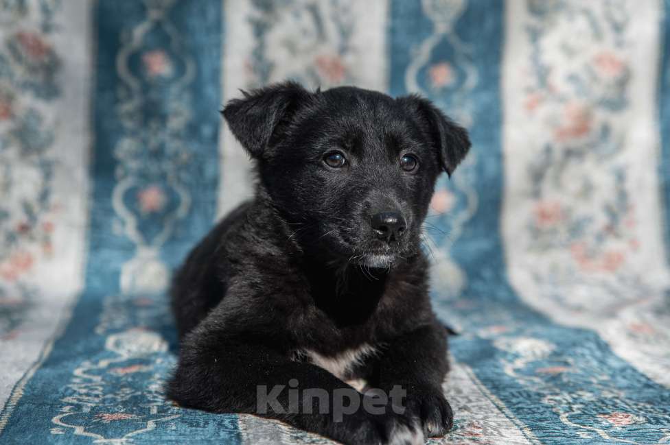 Собаки в Москве: Щенок 2х месяцев Бирма в добрые руки Девочка, Бесплатно - фото 4
