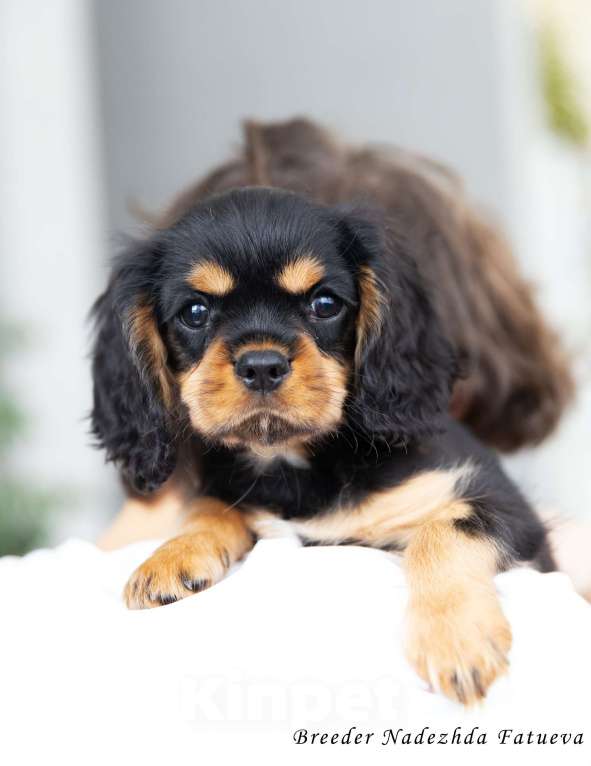 Собаки в Рязани: Щенки Кавалер Кинг Чарльз спаниеля Мальчик, Бесплатно - фото 4