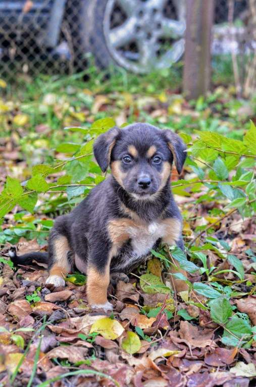 Собаки в Воронеже: Щенок в добрые руки Девочка, Бесплатно - фото 1