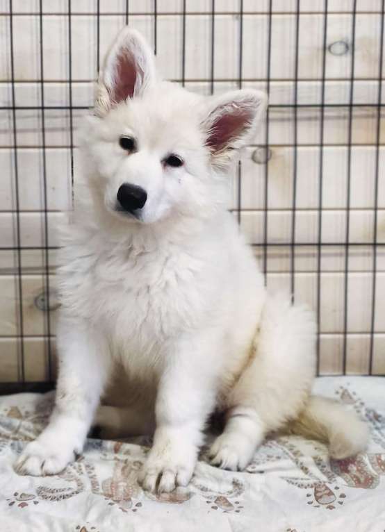 Собаки в Иркутске: Перспективная девочка БШО  Девочка, 100 000 руб. - фото 9