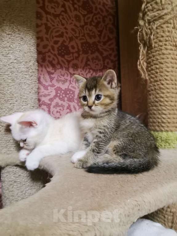 Кошки в Москве: Британские девочки  Мальчик, 10 000 руб. - фото 3