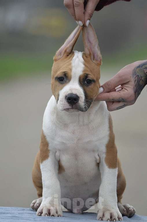 Собаки в Краснодаре: Кобель ам стаффа РКФ Мальчик, 80 000 руб. - фото 4