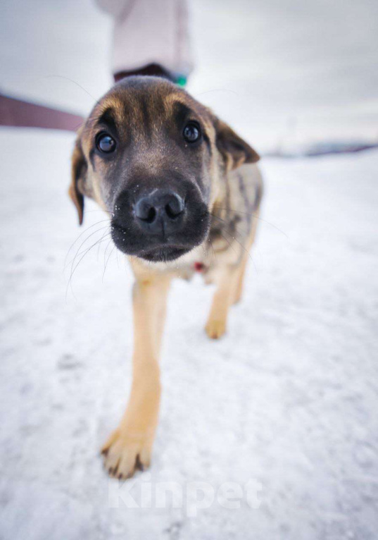 Собаки в других городах Московской области: Веселый парень Рокки хочет домой Мальчик, Бесплатно - фото 5