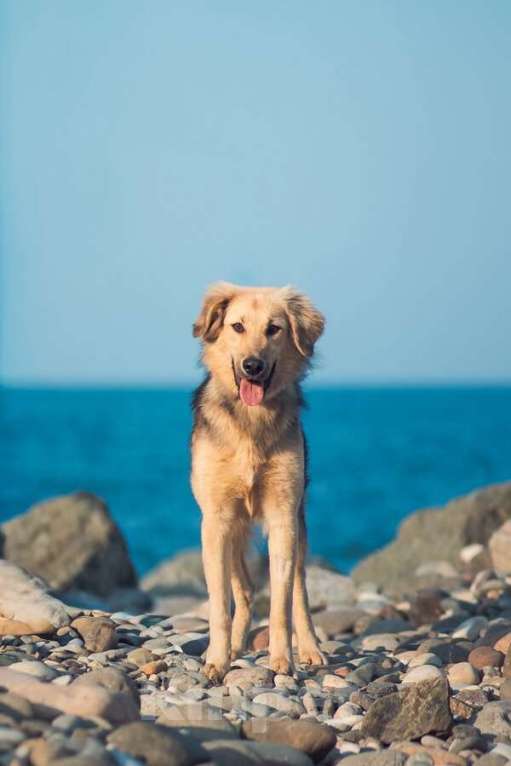 Собаки в Москве: Малышка с чудесным характером ищет семью. Девочка, Бесплатно - фото 4