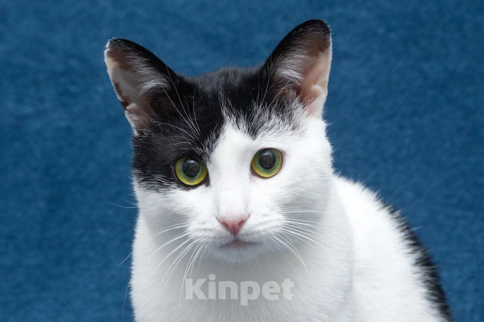 Кошки в Москве: Зеленоглазый кот в добрые руки Мальчик, 10 руб. - фото 4