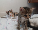 Кошки в Саратове: Котята бесплатно в добрые руки Разнополые, Бесплатно - фото 4